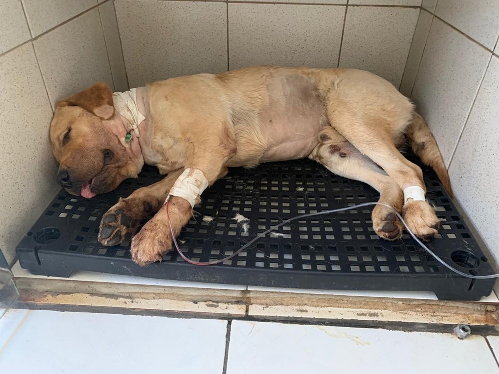 Cachorro é esfaqueado durante invasão em residência em Palmas e dona vende artesanato para pagar veterinário