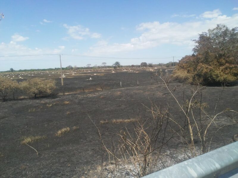 Incêndio florestal causado por fogão à lenha de pescadores destrói área de duas fazendas em Talismã