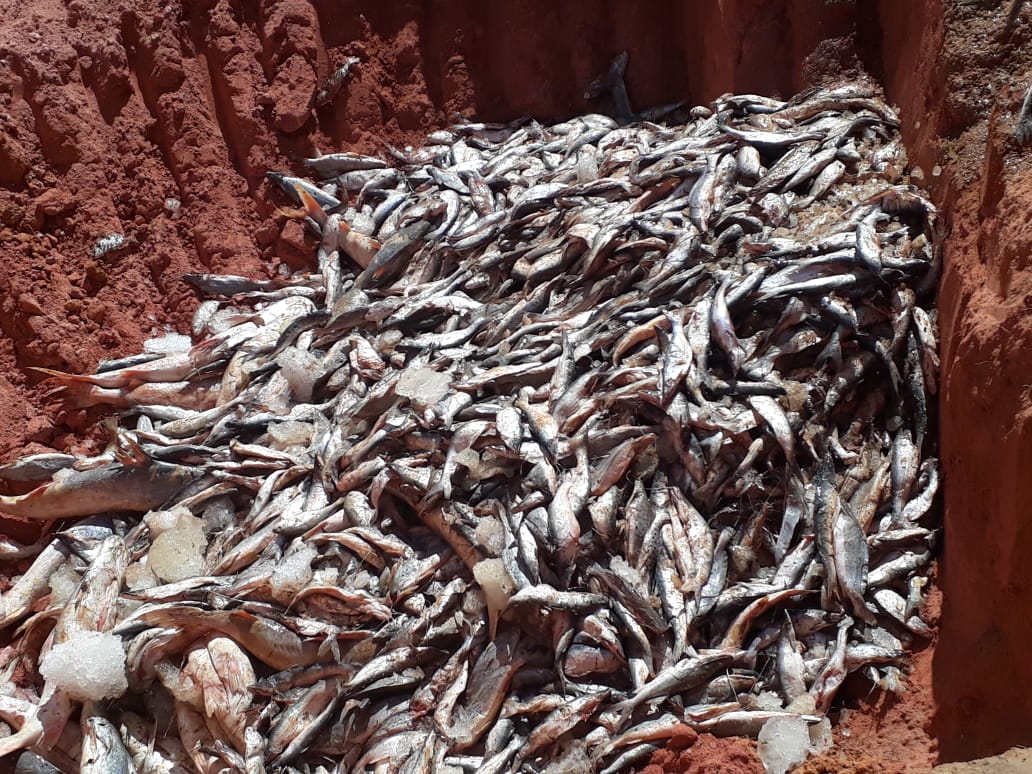 Fiscais da Adapec apreendem 10 toneladas de pescado clandestino no sudeste do Tocantins