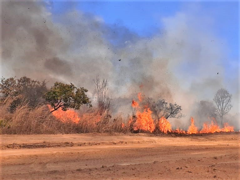 Incêndio florestal na região norte de Palmas destrói mais 900 mil metros de área verde