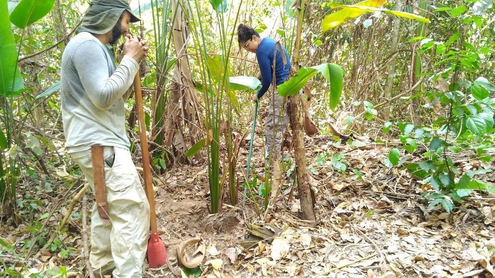 Técnicos do Ruraltins coletam 20 mil sementes para projeto de reflorestamento no Tocantins