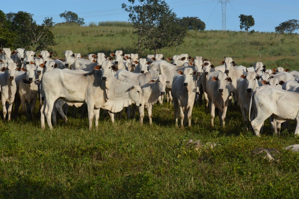 Quatro milhões de animais devem ser vacinados durante a segunda fase da campanha contra febre aftosa em novembro no Tocantins