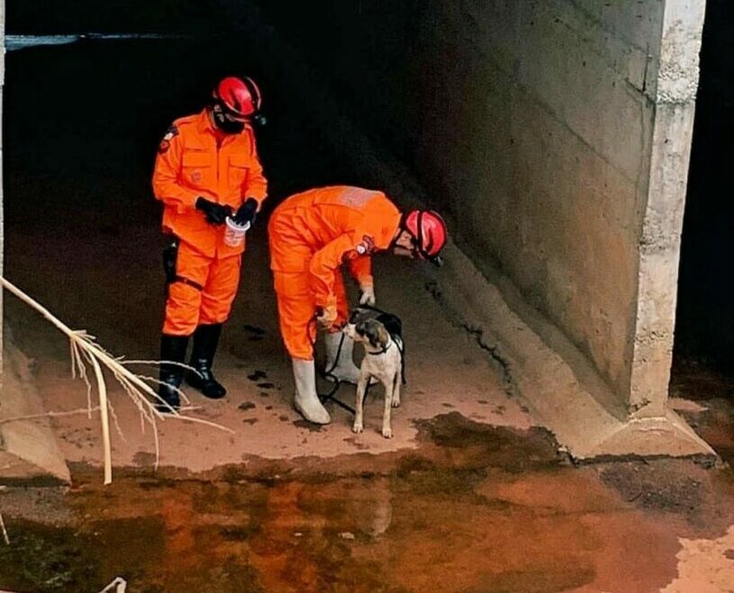 Cachorro preso em galeria de água em Paraíso há três dias é resgatado pelo Corpo de Bombeiros