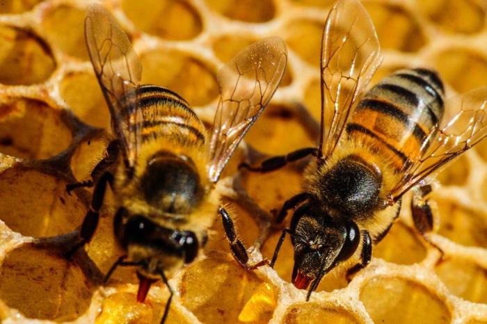 Conheça o casal de biólogos que criam três mil abelhas na própria residência em Palmas