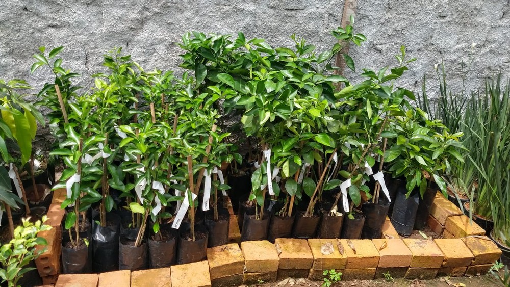 Adapec apreende mais de 120 mudas de árvores frutíferas sendo vendidas ilegalmente em Araguatins