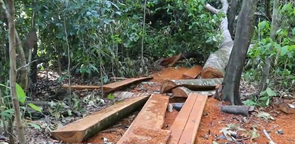 Após denúncias de indígenas da região, Ibama encontra madeireiros extraindo madeira ilegal do Parque Nacional do Araguaia na divisa do Tocantins com Mato Grosso