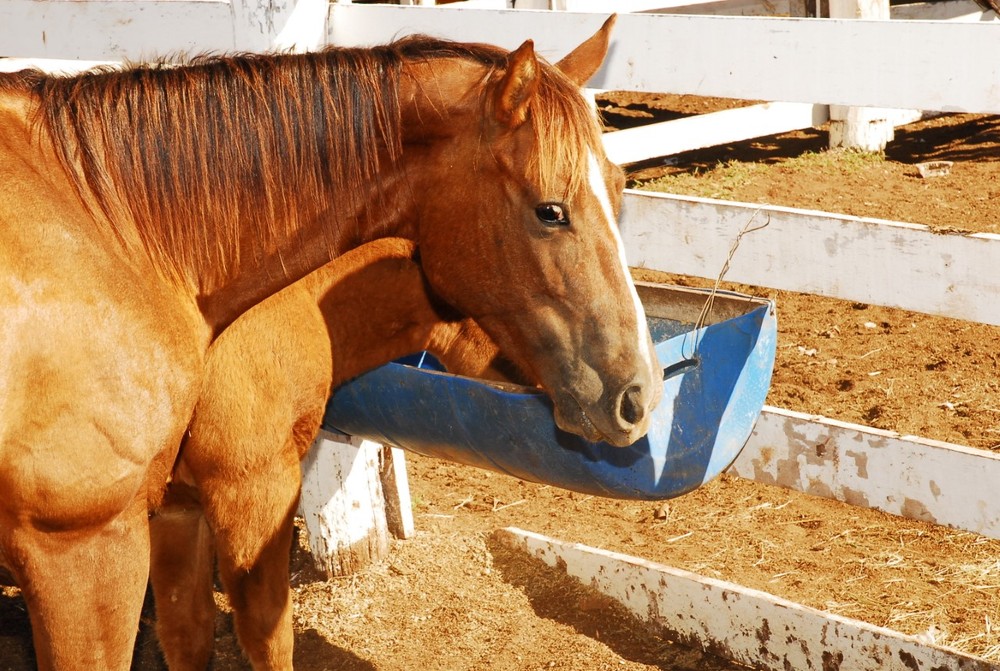 Adapec proíbe aglomeração de equídeos em quatro cidades do norte do Tocantins e restringe realização de cavalgadas