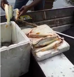 Três homens que aparecem exibindo pescado ilegal em vídeo são multados em R$ 2 mil cada em Brejinho de Nazaré