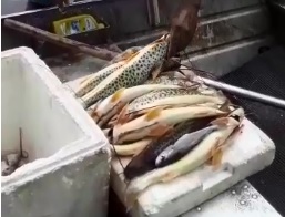 Três homens que aparecem exibindo pescado ilegal em vídeo são multados em R$ 2 mil cada em Brejinho de Nazaré