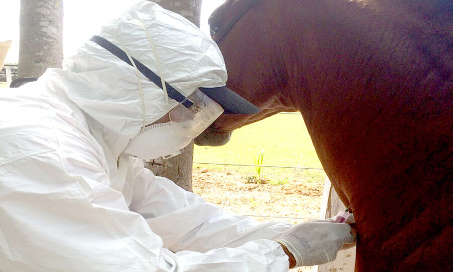 Segundo caso de mormo do ano é confirmado em cavalo de propriedade rural em Taguatinga