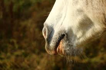 Dono de animal com suspeita de mormo em Nova Olinda consegue impedir na justiça sacrifício de cavalo avaliado em R$ 50 mil