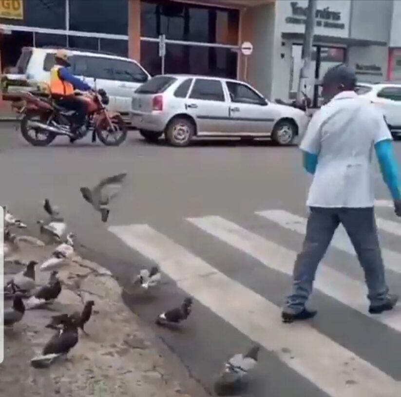 Em Araguaína, morador ‘viraliza na net’ após ensinar pombos a atravessarem na faixa de pedestre; Veja vídeo