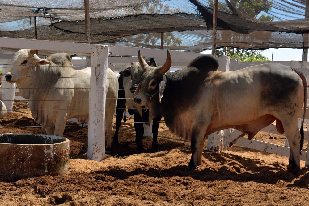 Adapec emite alerta para produtores rurais após três casos de raiva serem confirmados no Tocantins