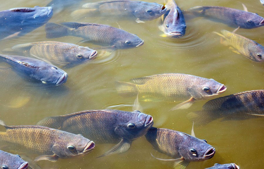 Período da piracema no Tocantins termina hoje; veja quais restrições seguem em vigor