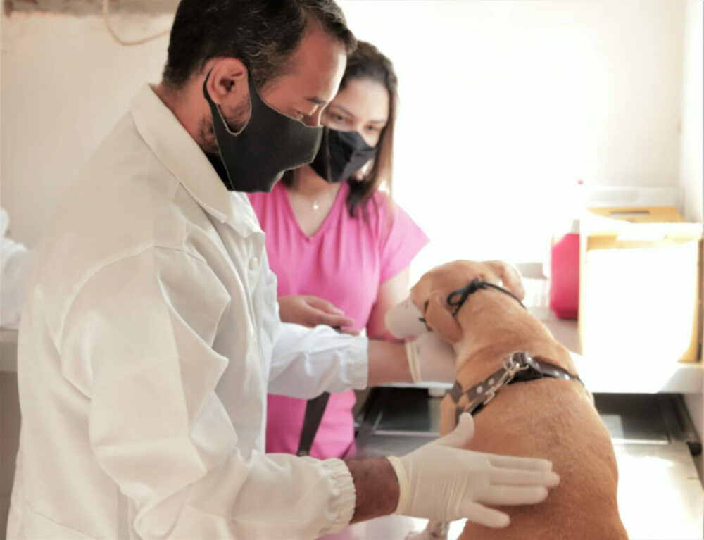 CCZ inicia campanha de vacinação antirrábica em cães e gatos em Araguaína