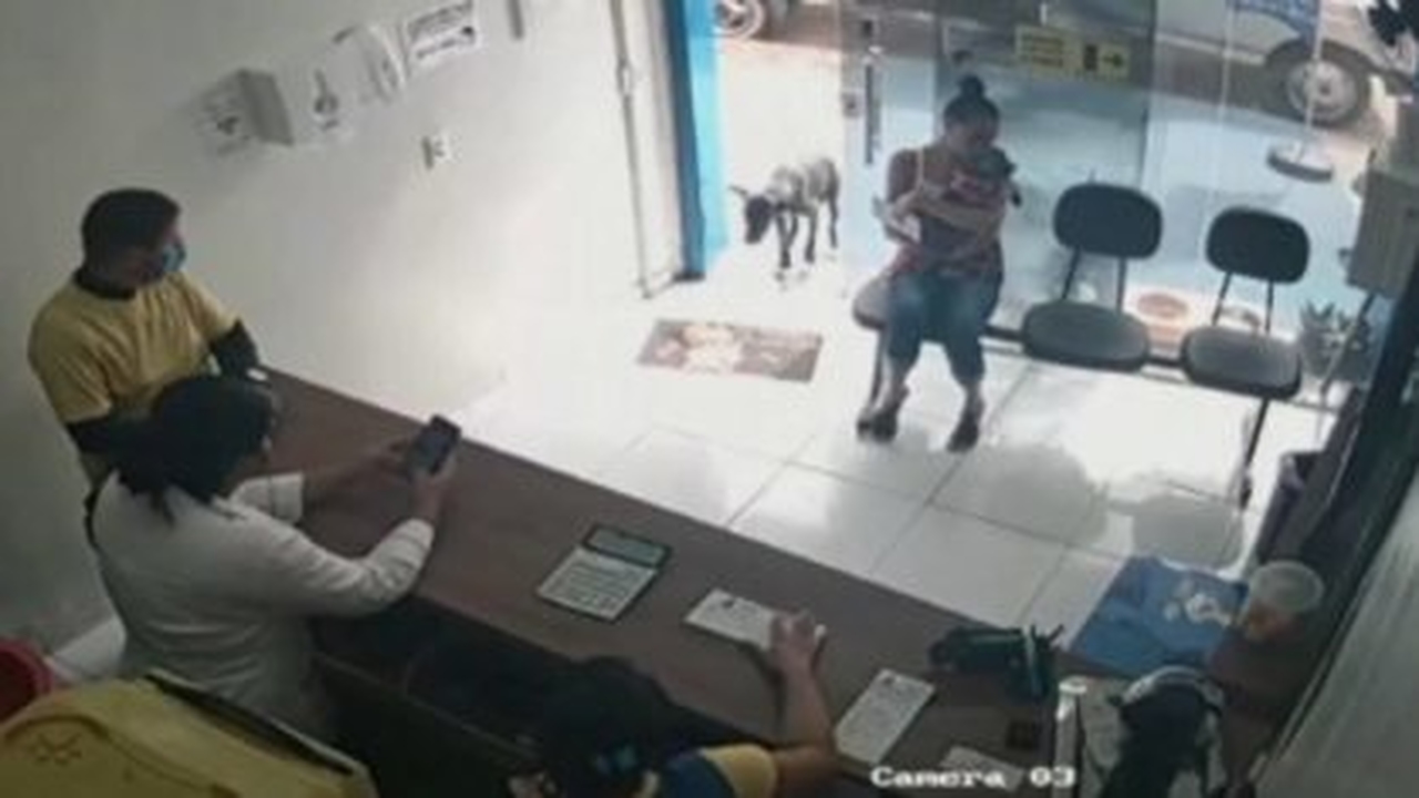 Cão ferido entra sozinho em clínica veterinária e recebe tratamento no interior do Ceará; veja vídeo
