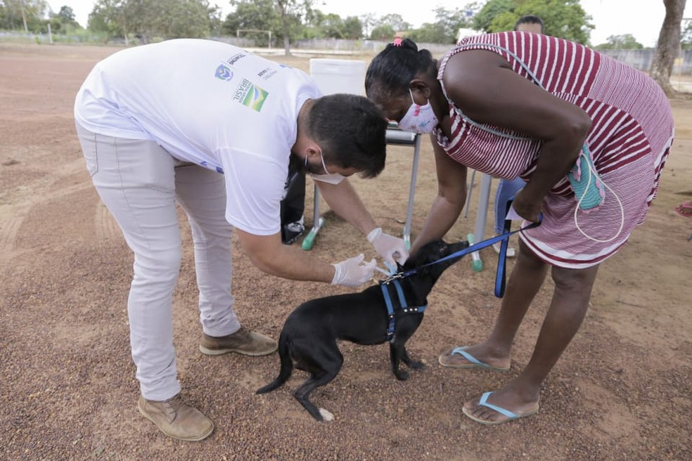 Vacina antirrábica: CCZ de Gurupi realiza campanha de imunização dos animais em bairros do município; saiba onde
