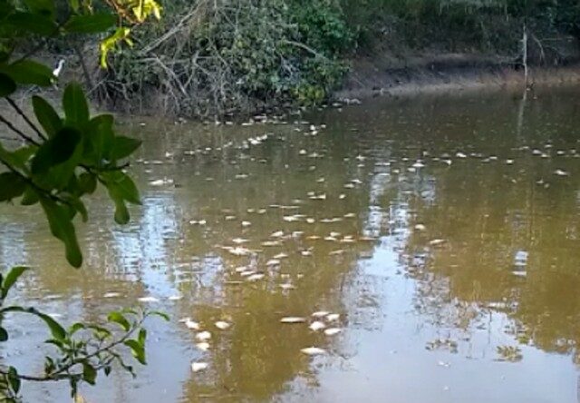 Em Dueré, milhares de peixes são encontrados mortos em barragem que retém água para irrigação de lavouras