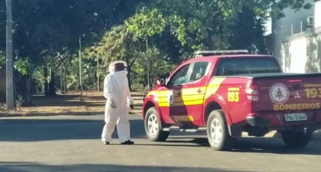 Ataque de abelhas na 906 Sul, em Palmas, assusta moradores; VÍDEO