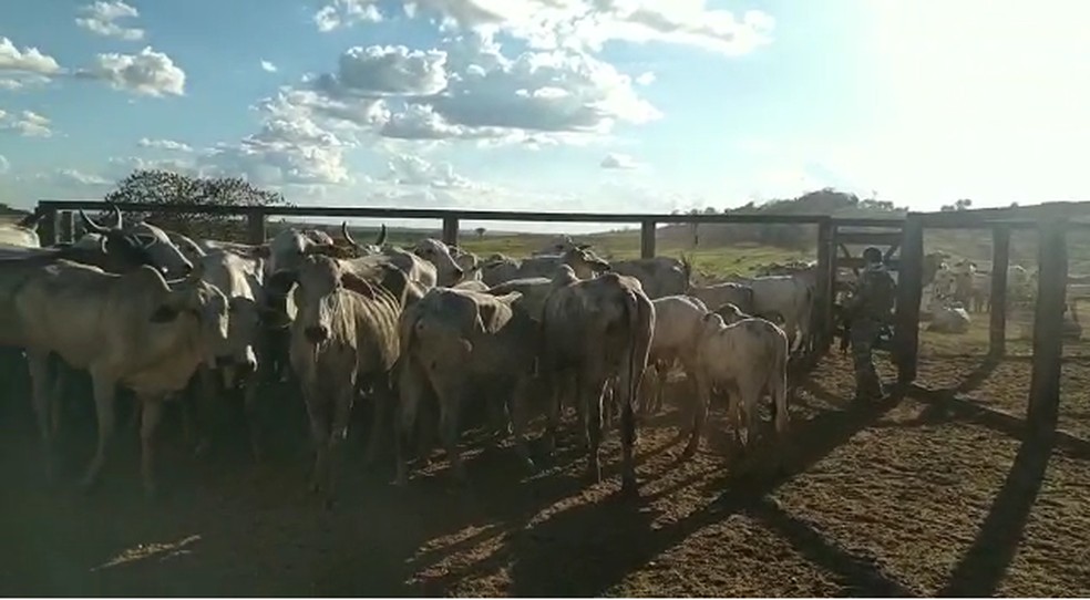 Polícia Civil recupera quase 150 cabeças de gado que teriam sido furtadas no norte do Tocantins