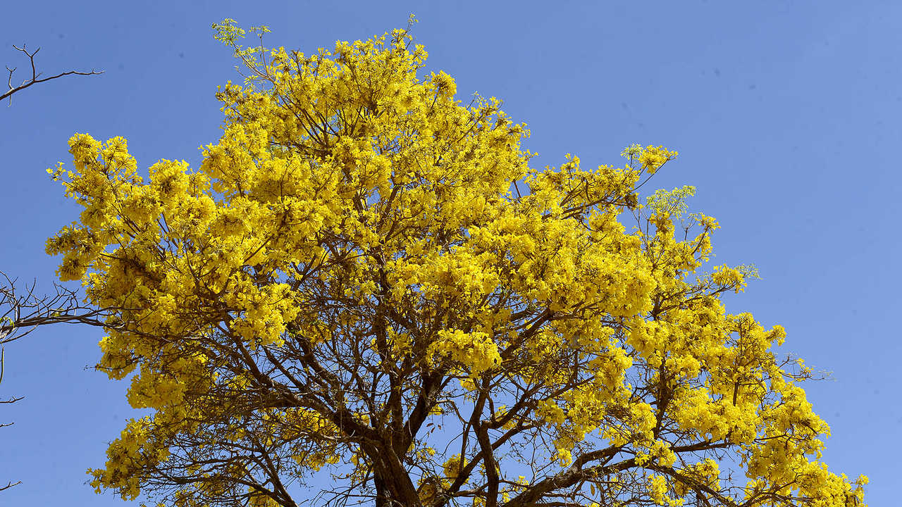 Temporada dos Ipês: colorido das árvores embelezam avenidas em Palmas nesta  época do ano