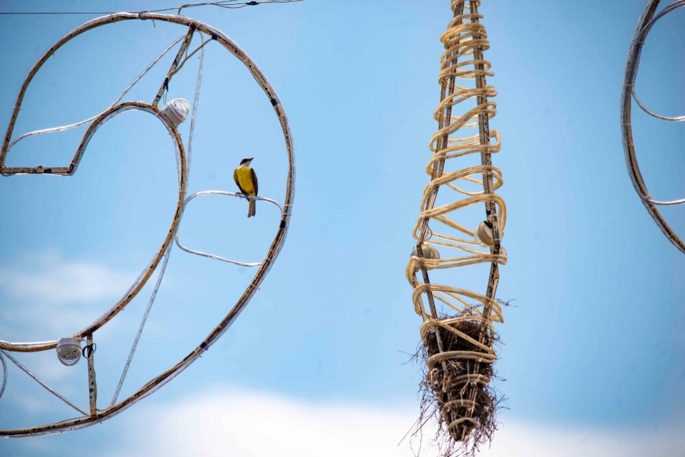Casal de pássaros constrói ninho em enfeite de Natal no centro de Palmas e imagens repercutem nas redes sociais