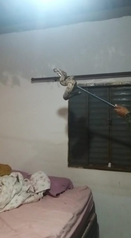 Susto! Moradora encontra Jiboia de 2 metros dentro do seu quarto na região sul de Palmas