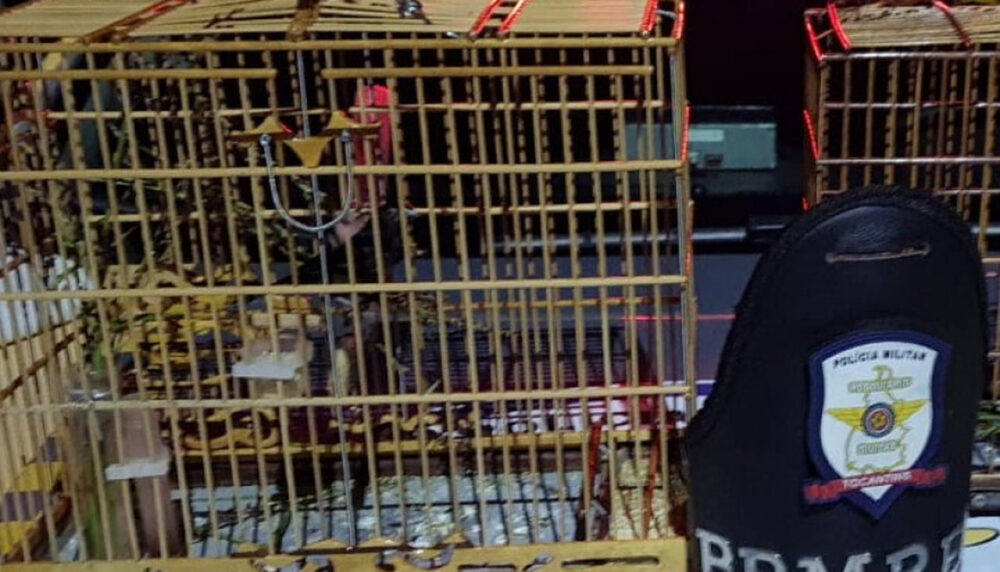 PM apreende aves silvestres que estavam sendo transportadas de forma ilegal na TO-222, em Araguaína