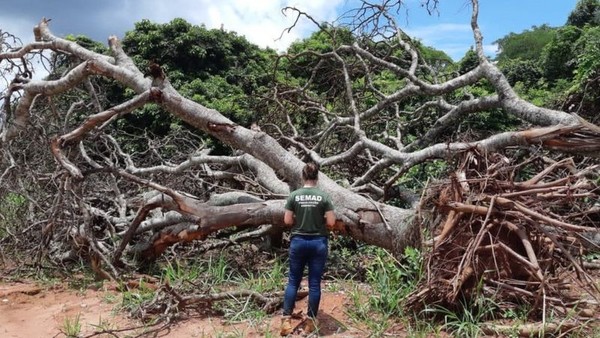 Brasil não terá referências sobre dados de desmatamento no Cerrado a partir de abril, aponta Inpe
