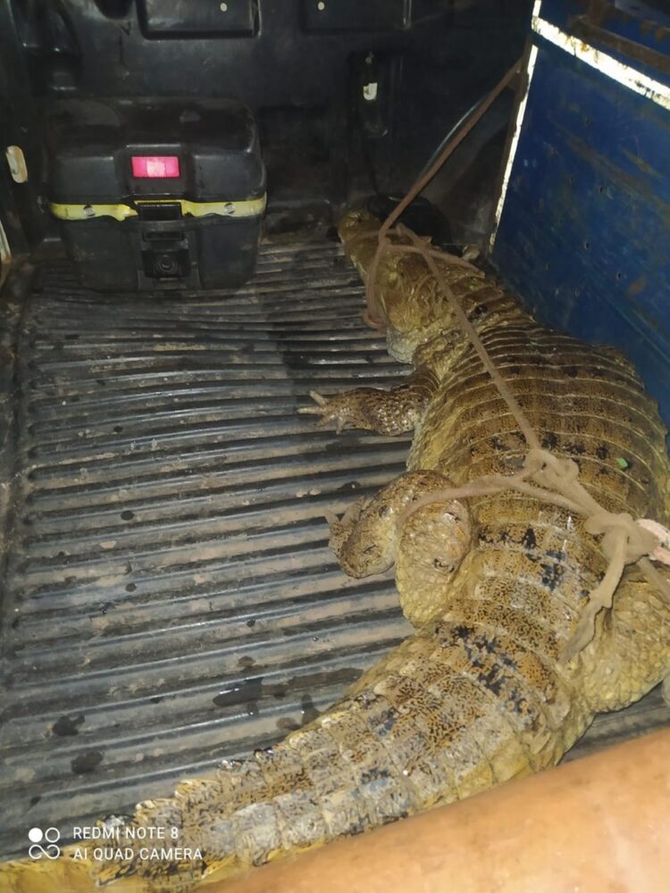 VÍDEO: Jacaré com quase 2 metros é encontrado em Quadra da região norte de Palmas