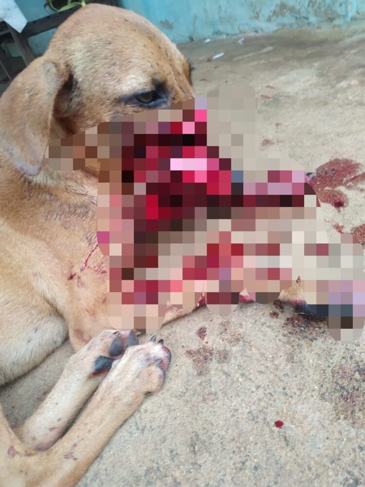 Polícia Civil identifica e indicia homem suspeito de agredir cadela com uma foice no interior do TO