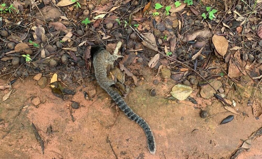 Alerta! Macacos encontrados mortos, em Taquaruçu, iniciam investigações sobre a circulação da febre amarela