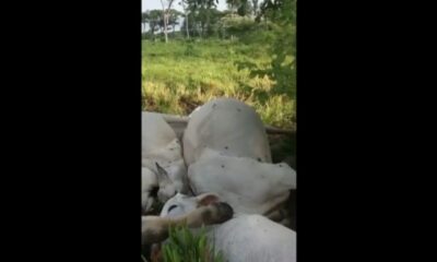 PREJUÍZO: Raio atinge fazenda em Lagoa da Confusão e mata nove cabeças de gado; veja o vídeo