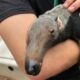 Filhote de tamanduá-bandeira é resgatado pelo Naturatins após mãe ser atropelada numa rodovia em Lagoa da Confusão