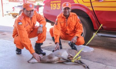 Cervo é encontrado em garagem de condomínio, no centro de Palmas, e capturado por bombeiros militares