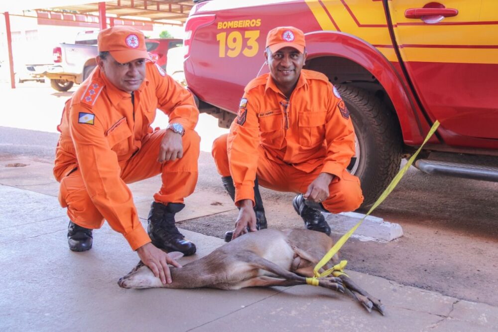 Cervo é encontrado em garagem de condomínio, no centro de Palmas, e capturado por bombeiros militares