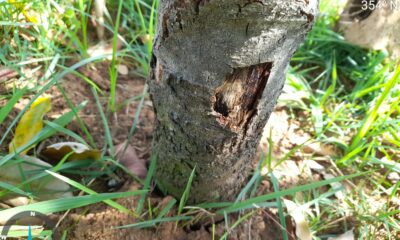 Técnicos do Meio Ambiente investigam morte de árvores com suspeita de envenenamento em Guaraí