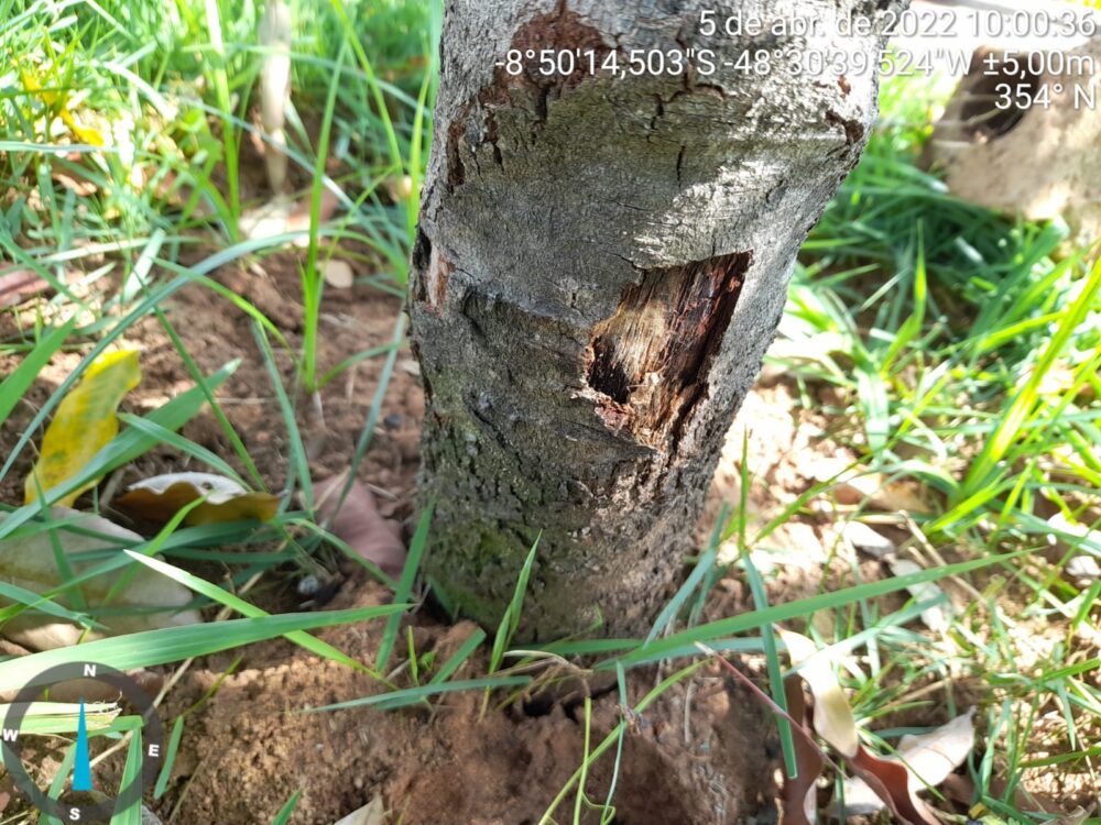 Técnicos do Meio Ambiente investigam morte de árvores com suspeita de envenenamento em Guaraí