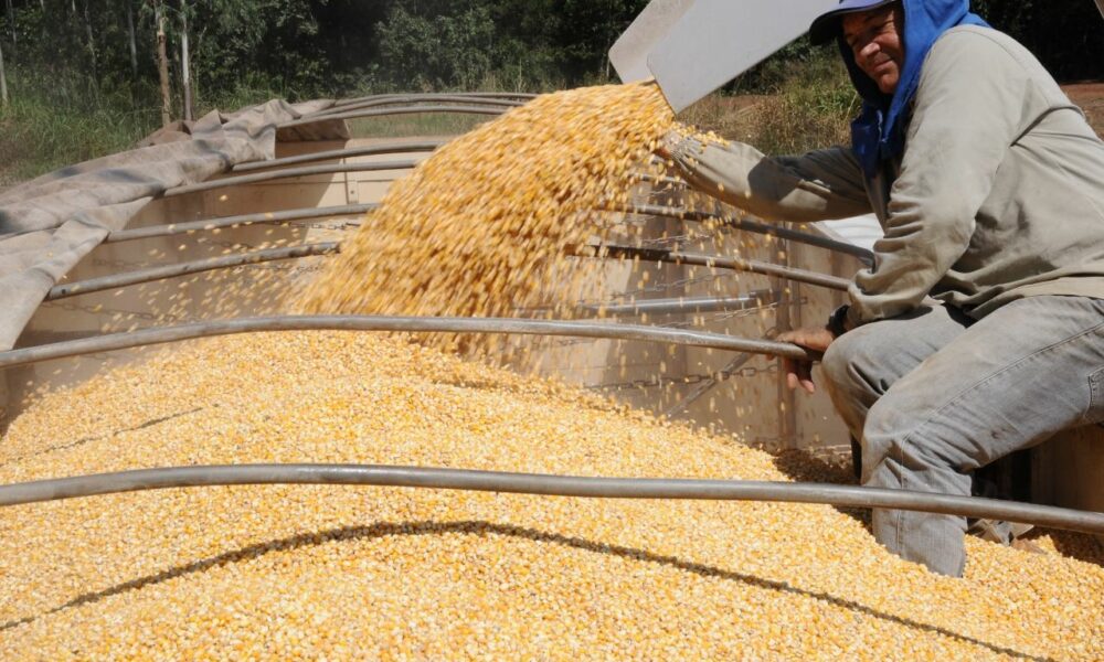 Produção do milho continua batendo recorde no TO e deve chegar a 1,5 milhão de toneladas nesta safra 2021/2022