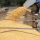 Produção do milho continua batendo recorde no TO e deve chegar a 1,5 milhão de toneladas nesta safra 2021/2022