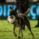 Cão policial invade campo e "rouba" bola durante a final do Campeonato Pernambucano; ASSISTA