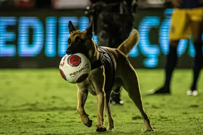 Cão policial invade campo e "rouba" bola durante a final do Campeonato Pernambucano; ASSISTA