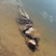 Corpo de homem é encontrado enrolado em rede às margens do Rio Tocantins, em Brejinho de Nazaré