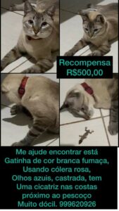 Família de Palmas oferece recompensa de R$ 500 para quem encontrar a gata Fumacinha: ''Ela é o xodó da casa''