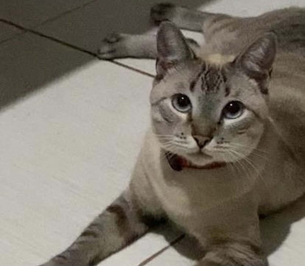 Família de Palmas oferece recompensa de R$ 500 para quem encontrar a gata Fumacinha: ''Ela é o xodó da casa''