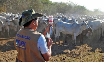 Após 25 anos livre da febre aftosa, Governo do Tocantins comemora retirada da vacinação contra a doença