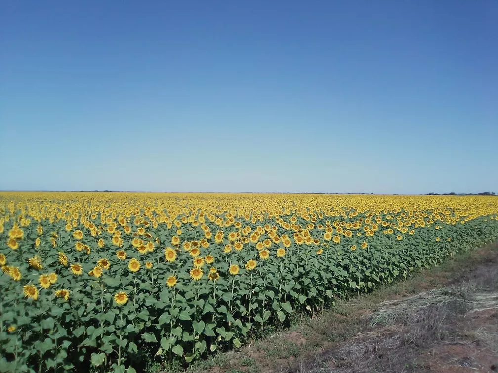 Enxames em Talismã: plantação de girassóis pode ter contribuído para o aumento de ataques de abelhas na cidade; entenda