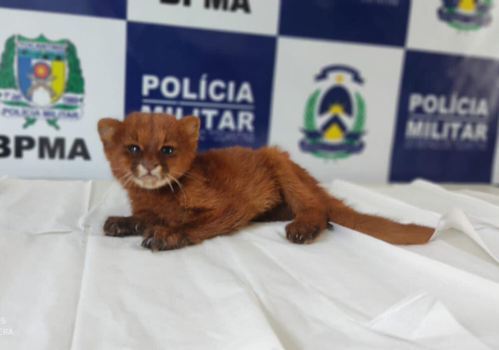 Ameaçado de extinção, filhote de gato-mourisco é encontrado por morador e entregue a PM em Luzimangues