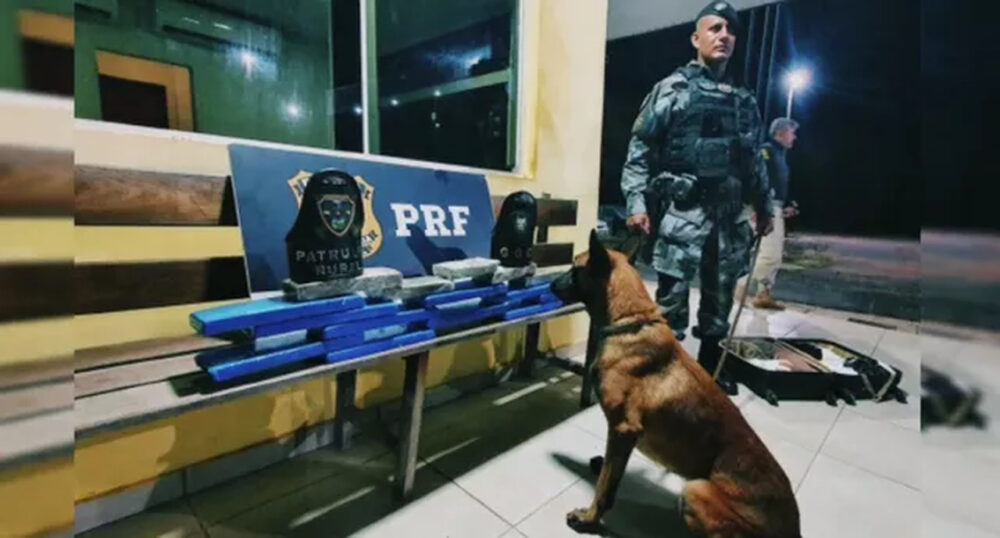 Cães farejadores encontram mais de 14kg de drogas em bagageiros de ônibus na BR-153