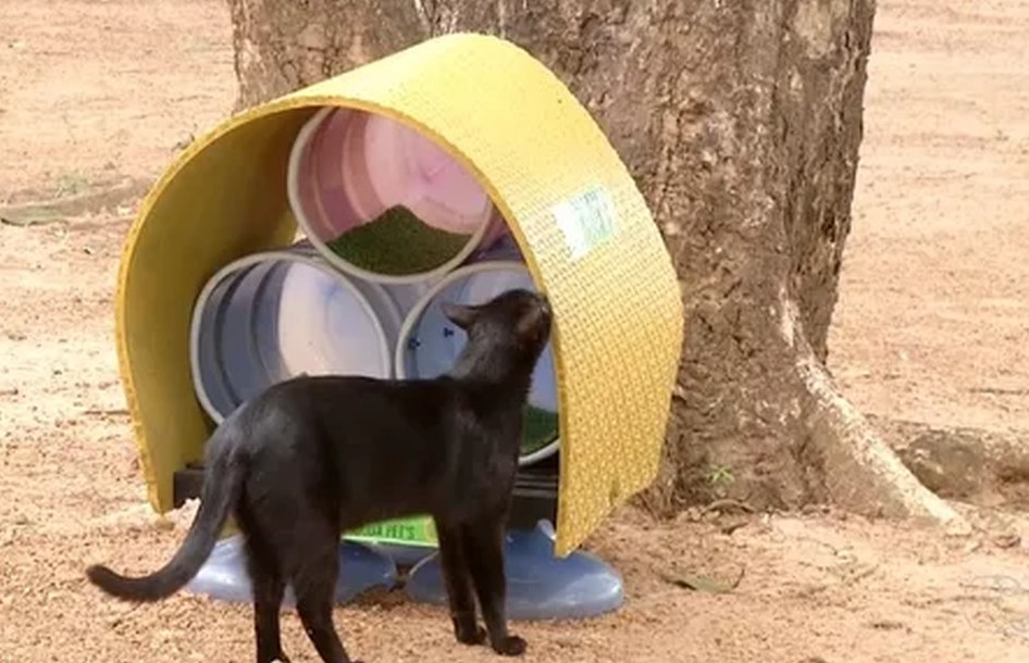 Casinhas com materiais recicláveis são construídas para os gatinhos do campus da UFT de Palmas